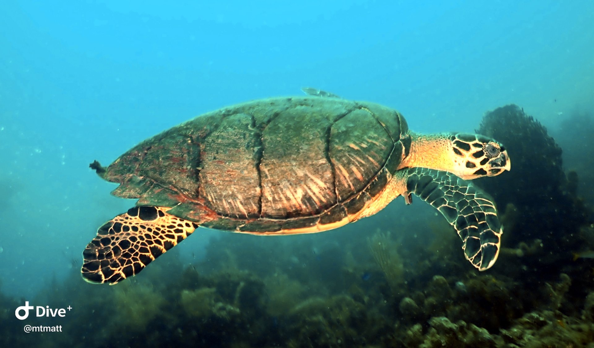 Same sea turtle photo after color correction with warm tones restored