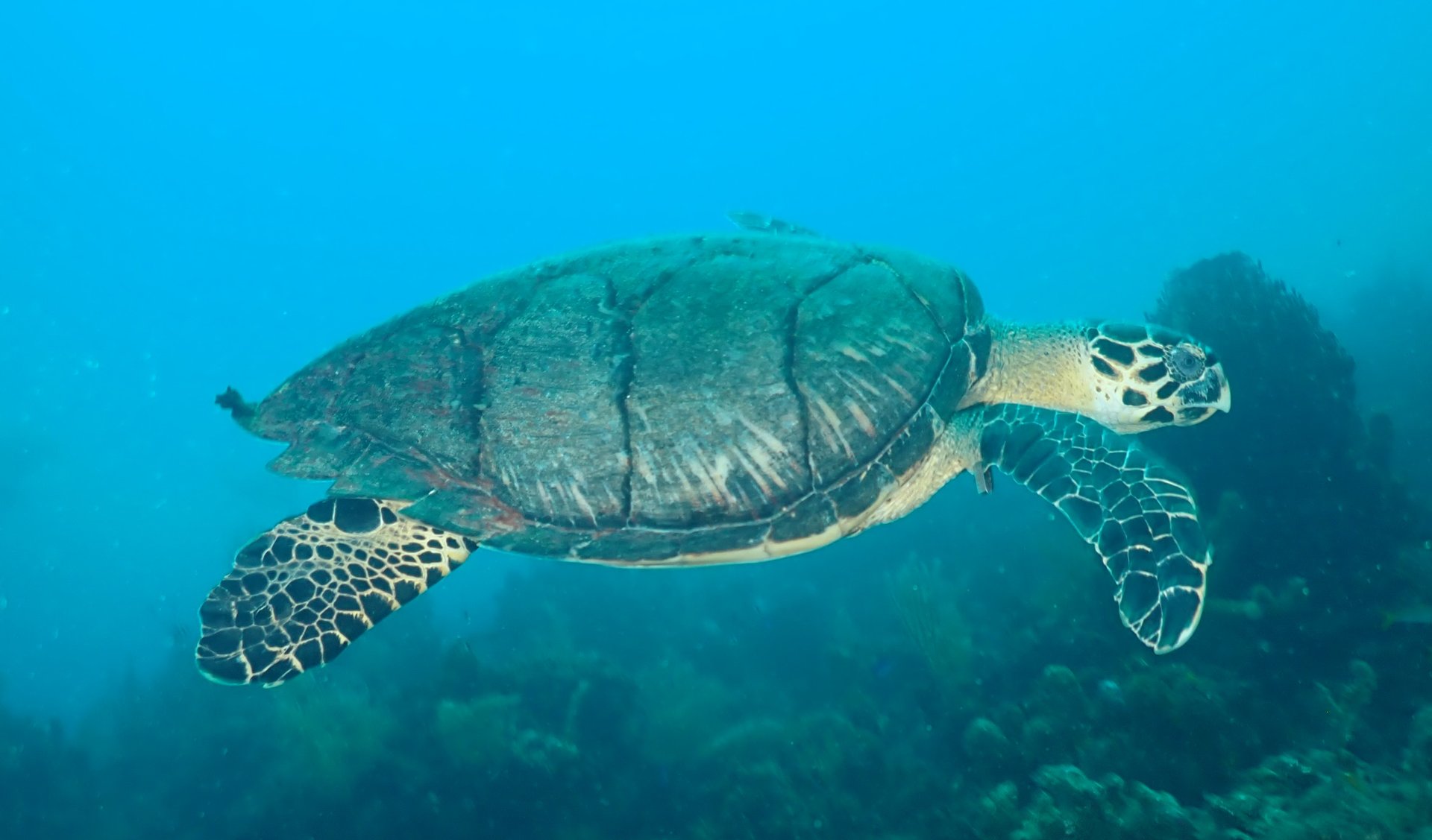 Underwater photo of a hawksbill sea turtle with blue cast